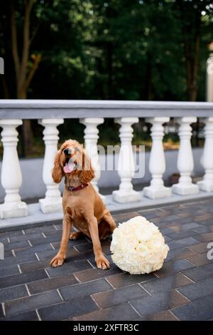 Un épagneul avec un bouquet de mariage. Spaniel au mariage. Un chien avec un bouquet de roses. Banque D'Images