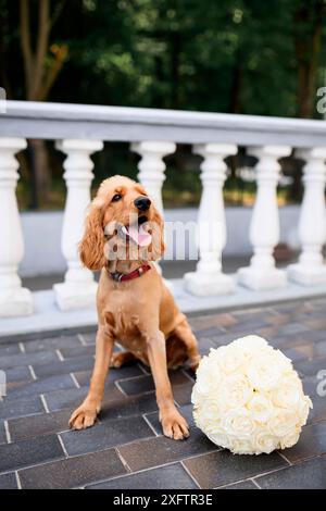 Un épagneul avec un bouquet de mariage. Spaniel au mariage. Un chien avec un bouquet de roses. Banque D'Images