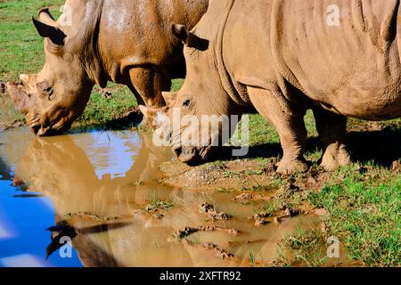 Deux rhinocéros blancs (Ceratotherium simum) buvant dans un étang. Banque D'Images