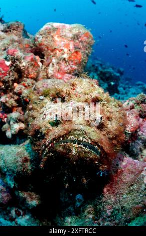 Corail, Synanceia verrucosa, Maldives, Océan Indien, Ari Atol Banque D'Images