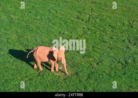 Un éléphant (Loxodonta africana) est debout dans un champ herbeux. La scène est paisible et sereine. Banque D'Images