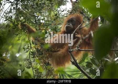 Tapanuliensis Tapanuli Orangutan (Pongo) Beti, la femme, fille de Beta, dans les arbres, Batang Toru Forêt, Projet de Conservation de l'orang-outan de Sumatra, Sumatra du Nord, Province de l'Indonésie Banque D'Images