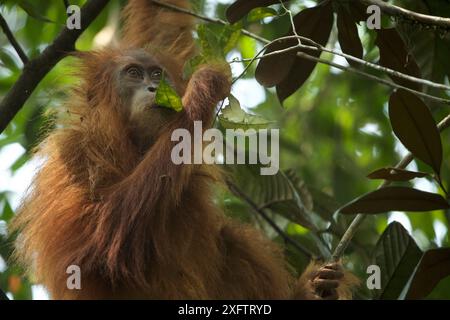 Tapanuliensis Tapanuli Orangutan (Pongo) Beti, la femme, fille de Beta, dans les arbres, Batang Toru Forêt, Projet de Conservation de l'orang-outan de Sumatra, Sumatra du Nord, Province de l'Indonésie Banque D'Images