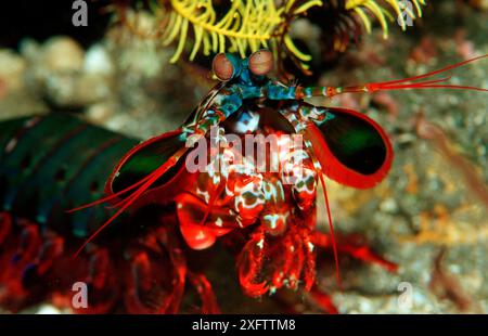 Crevette à mantis colorée, Odontodactylus scyllaris, Indonésie, Océan Indien, Parc national de Komodo Banque D'Images