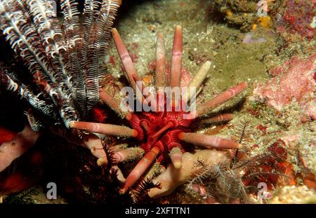 Oursin lance, Phyllacanthus imperialis, Indonésie, Océan Indien, Parc National de Komodo Banque D'Images