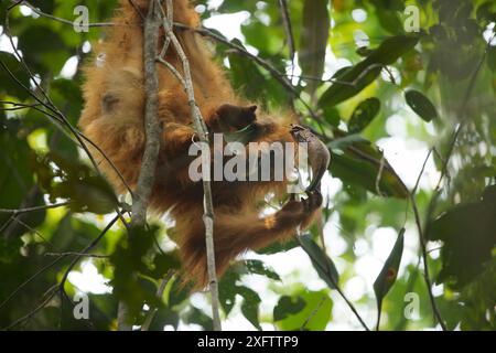 Tapanuli Orang-outan (Pongo tapanuliensis) Beti, femelle juvénile, fille de Beta, buvant dans une plante de Pitcher, forêt de Batang Toru, projet de conservation des orangs-outans de Sumatra, province du Nord de Sumatra, Indonésie Banque D'Images