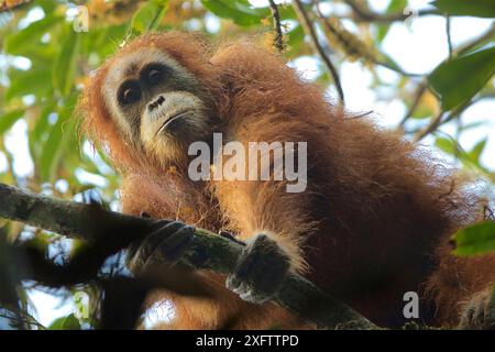 Tapanuli orang-outan (Pongo tapanuliensis) Beta, femelle adulte, mère de Beti, projet de conservation des orangs-outans de Sumatra de la forêt de Batang Toru, province de Sumatra du Nord, Indonésie. Banque D'Images