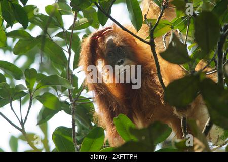 Tapanuli Orang-outan (Pongo tapanuliensis) Beti, femelle juvénile d'environ 6 ans, fille de Beta. Forêt de Batang Toru, projet de conservation des orangs-outans de Sumatra, province du Nord de Sumatra, Indonésie Banque D'Images