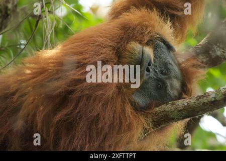 Tapanuliensis Tapanuli orangutan (Pongo) adultes mâles à bride, Togus, Batang Toru Forêt. Projet de Conservation de l'orang-outan de Sumatra du Nord, province de Sumatra, en Indonésie. Banque D'Images