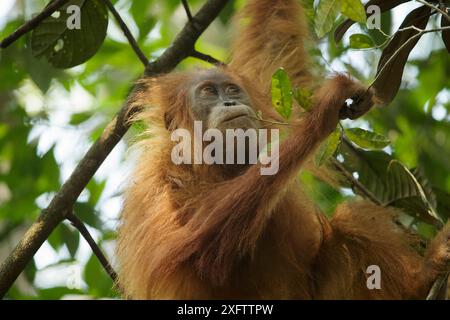 Tapanuliensis Tapanuli Orangutan (Pongo) Beti, la femme, fille de Beta, dans les arbres, Batang Toru Forêt, Projet de Conservation de l'orang-outan de Sumatra, Sumatra du Nord, Province de l'Indonésie Banque D'Images