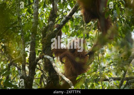 Tapanuli Orang-outan (Pongo tapanuliensis) Beti, jeune femelle d'environ 6 ans, jouant dans l'arbre avec sa mère, Beta, Batang Toru ForestSumatran Banque D'Images