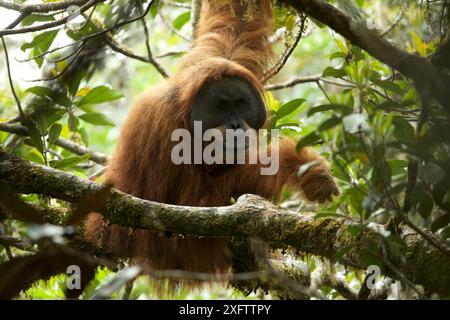 Tapanuliensis Tapanuli orangutan (Pongo) adultes mâles à bride, Togus, Batang Toru Forêt. Projet de Conservation de l'orang-outan de Sumatra du Nord, province de Sumatra, en Indonésie. Banque D'Images