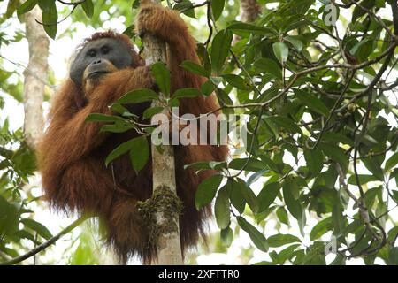 Tapanuli Orang-outan (Pongo tapanuliensis). Togus, mâle adulte à bride Batang Toru Forest Sumatra projet de conservation des orangs-outans Province de Sumatra Nord Indonésie Banque D'Images