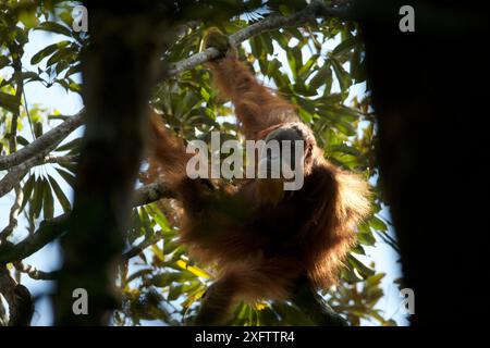 Tapanuli Orang-outan (Pongo tapanuliensis) mâle adulte non identifié, forêt de Batang Toru, projet de conservation des orangs-outans de Sumatra, province de Sumatra, Indonésie. Banque D'Images