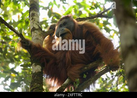 Tapanuliensis Tapanuli orangutan (Pongo) adultes mâles à bride, Togus, Batang Toru Forêt. Projet de Conservation de l'orang-outan de Sumatra du Nord, province de Sumatra, en Indonésie. Banque D'Images