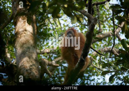 Tapanuli Orang-outan (Pongo tapanuliensis) Tiur, femelle adulte, forêt de Batang Toru. Projet de conservation des orangs-outans de Sumatra, province du Nord de Sumatra, Indonésie. Banque D'Images