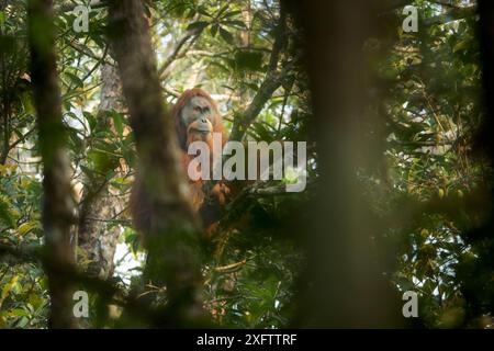 Tapanuliensis Tapanuli orangutan (Pongo) adultes mâles à bride, Togus, Batang Toru Forêt. Projet de Conservation de l'orang-outan de Sumatra du Nord, province de Sumatra, en Indonésie. Banque D'Images