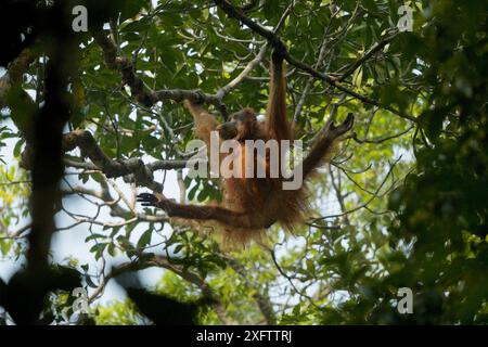 Tapanuli Orang-outan (Pongo tapanuliensis) Beta, femme adulte, mère de Beti, escalade, forêt de Batang Toru, projet de conservation des orangs-outans de Sumatra Province du Nord de Sumatra, Indonésie. Banque D'Images