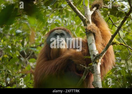 Tapanuliensis Tapanuli orangutan (Pongo) adultes mâles à bride, Togus, Batang Toru Forêt. Projet de Conservation de l'orang-outan de Sumatra du Nord, province de Sumatra, en Indonésie. Banque D'Images