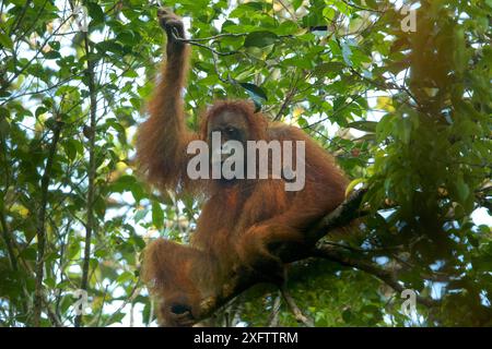 Tapanuli Orang-outan (Pongo tapanuliensis) Tiur, femelle adulte. Forêt de Batang Toru. Projet de conservation des orangs-outans de Sumatra. Province de Sumatra du Nord, Indonésie Banque D'Images