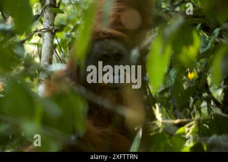 Tapanuliensis Tapanuli orangutan (Pongo) adultes mâles à bride, Togus, Batang Toru Forêt. Projet de Conservation de l'orang-outan de Sumatra du Nord, province de Sumatra, en Indonésie. Banque D'Images