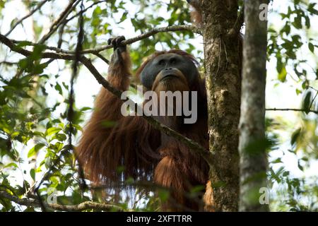 Tapanuliensis Tapanuli orangutan (Pongo) adultes mâles à bride, Togus, Batang Toru Forêt. Projet de Conservation de l'orang-outan de Sumatra du Nord, province de Sumatra, en Indonésie. Banque D'Images