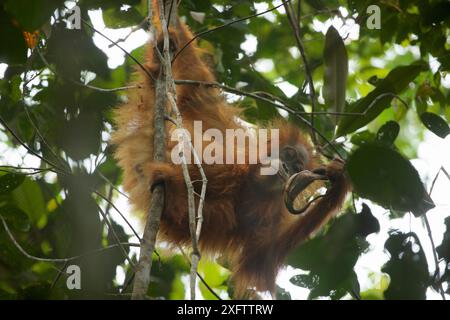 Tapanuli Orang-outan (Pongo tapanuliensis) Beti, femelle juvénile, fille de Beta, buvant de la plante Pitcher. Forêt de Batang Toru, projet de conservation des orangs-outans de Sumatra Nord Province de Sumatra Indonésie Banque D'Images