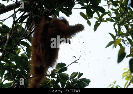 Tapanuli Orang-outan (Pongo tapanuliensis) Beta, femelle adulte, mère de Beti, se nourrissant de chenilles dans l'arbre. Forêt de Batang Toru, projet de conservation des orangs-outans de Sumatra, province du Nord de Sumatra, Indonésie Banque D'Images