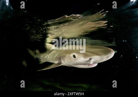 Chiot requin citron (Negaprion brevirostris) dans la forêt de mangroves qui sert de pépinière pour les juvéniles de cette espèce. Eleuthera, Bahamas. Banque D'Images