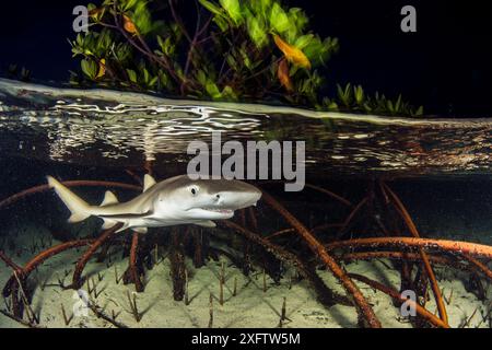 Chiot requin citron (Negaprion brevirostris) dans la forêt de mangroves qui sert de pépinière pour les juvéniles de cette espèce. Eleuthera, Bahamas. Banque D'Images