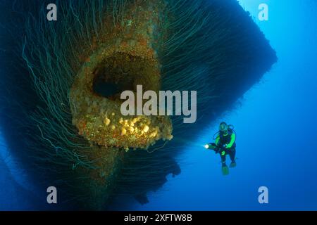 À l'Ancre plongeur Hawse trou à l'arc d'USS Saratoga, Îles Marshall, Micronésie, l'atoll de Bikini, l'Océan Pacifique Banque D'Images