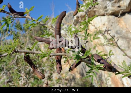 Acacia doux / acarien (Vachellia farnesiana / Acacia farnesiana) une espèce d'Amérique centrale envahissante dans de nombreuses parties du monde sur les sols salins secs, poussant le long de la côte, près de Nauplie, Argolis, Péloponnèse, Grèce, juillet. Banque D'Images