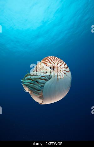 Vue sous-marine du Nautilus Chambered (Nautilus belauensis) Banque D'Images