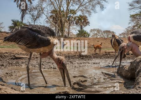 Cigognes de Marabou (Leptoptilos crumenifer) chassant le poisson-chat à griffons (Clarias gariepinus) capturé dans des bassins de la rivière Mussicadzi pendant la saison sèche. En arrière-plan, un buck (Tragelaphus sylvaticus) boit dans une autre petite flaque. Parc national de Gorongosa, Mozambique Banque D'Images