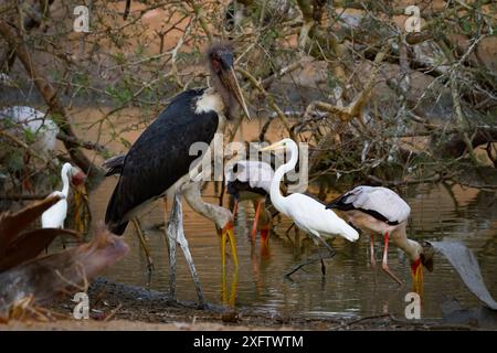 La grande aigrette (Ardea alba), les cigognes à bec jaune (Mycteria ibis), une cigogne marabou (Leptoptilos crumenifer) et une petite aigrette (Egretta garzetta) partagent toutes une petite parcelle de chasse pendant la saison sèche lorsque la rivière s'est asséchée. Rivière Musicadzi, parc national de Gorongosa, Mozambique. Banque D'Images