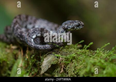 Serpent mangeur d'escargots nuageux (Sibon nebulatus) à la station biologique de la Selva, Costa Rica. Banque D'Images