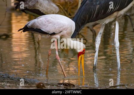 Les cigognes de Marabou (Leptoptilos crumenifer) et les cigognes à bec jaune (Mycteris ibis) chassant dans la rivière Msicadzi, parc national de Gorongosa, Mozambique. Banque D'Images