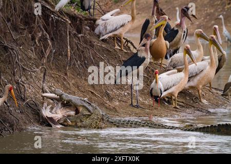 Crocodile du Nil (Crocodylus niloticus) mangeant du grand pélican blanc (Pelecanus onocrotalus). Avec des oiseaux sur le rivage, y compris des pélicans à dos rose (Pelecanus rufescens), des cigognes marabou (Leptoptilos crumenifer), des cigognes à bec jaune (Mycteria ibis) et des hamerkops (Scopus umbretta). Rivière Msicadzi, parc national de Gorongosa, Mozambique Banque D'Images