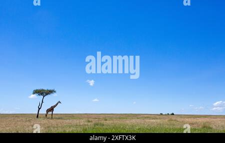 Une girafe Massaï (Giraffa camelopardalis tippelskirchi) debout sous un arbre au loin, réserve nationale du Masai Mara, Kenya. Banque D'Images