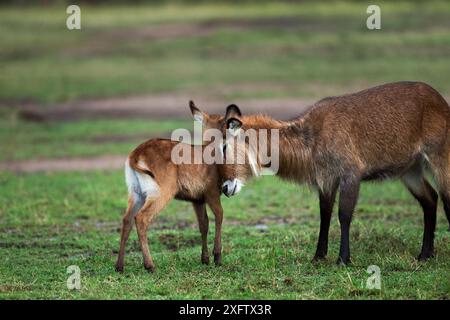 Boeuf (Kobus ellipsiprymnus defassa) femelle et veau de Defassa. Réserve nationale du Masai Mara, Kenya. Banque D'Images