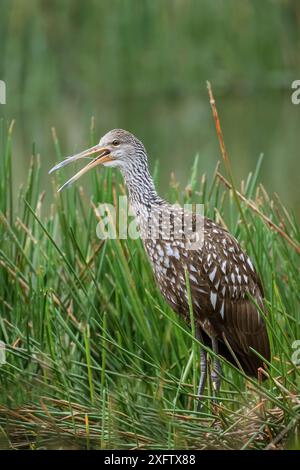 Limpkin (Aramus guarauna) appel adulte, Wakodahatchee Wetlands, Floride, États-Unis, mars. Banque D'Images