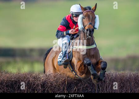 Clôture de saut de chevaux de course dans la course hippique Itton point à point, Monmouthshire, pays de Galles, Royaume-Uni. Banque D'Images