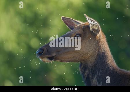 Vache élan (Cervus canadensis), parc national de Yellowstone, Montana, États-Unis, juillet. Banque D'Images