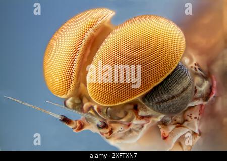 Rose Lady Mayfly (Epeorus albertae) gros plan de l'oeil d'un mâle, Madison River, Montana, États-Unis, août. Banque D'Images