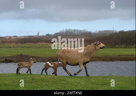 Moutons, femelles et agneaux du Cameroun, âge un jour, marais de l'Ile d'Olonne, Vendée, France, janvier. Banque D'Images
