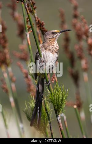Cape Sugarbird (Promerops cafer), jardins botaniques de Kirstenbosch, Cape Town, Afrique du Sud, septembre. Banque D'Images