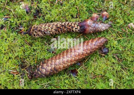 Cônes d'épinette de Norvège (Picea abies) montrant un mangé par l'écureuil roux (Sciurus vulgaris), forêt de Kielder, Northumberland, Royaume-Uni, octobre 2017 Banque D'Images