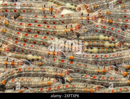 Masse des chenilles de la papille (Lasiocampidae), Madagascar. Banque D'Images