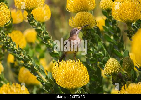 Oiseau à sucre du Cap (Promerops cafer) parmi les fleurs jaunes en coussinet (Leucospermum cordifolium), jardins botaniques de Kirstenbosch, le Cap, Afrique du Sud, septembre. Banque D'Images