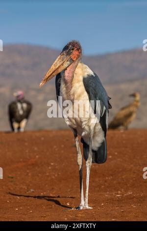 Marabou (Leptoptilos crumenifer), réserve privée de Zimanga, KwaZulu-Natal, Afrique du Sud, juin. Banque D'Images